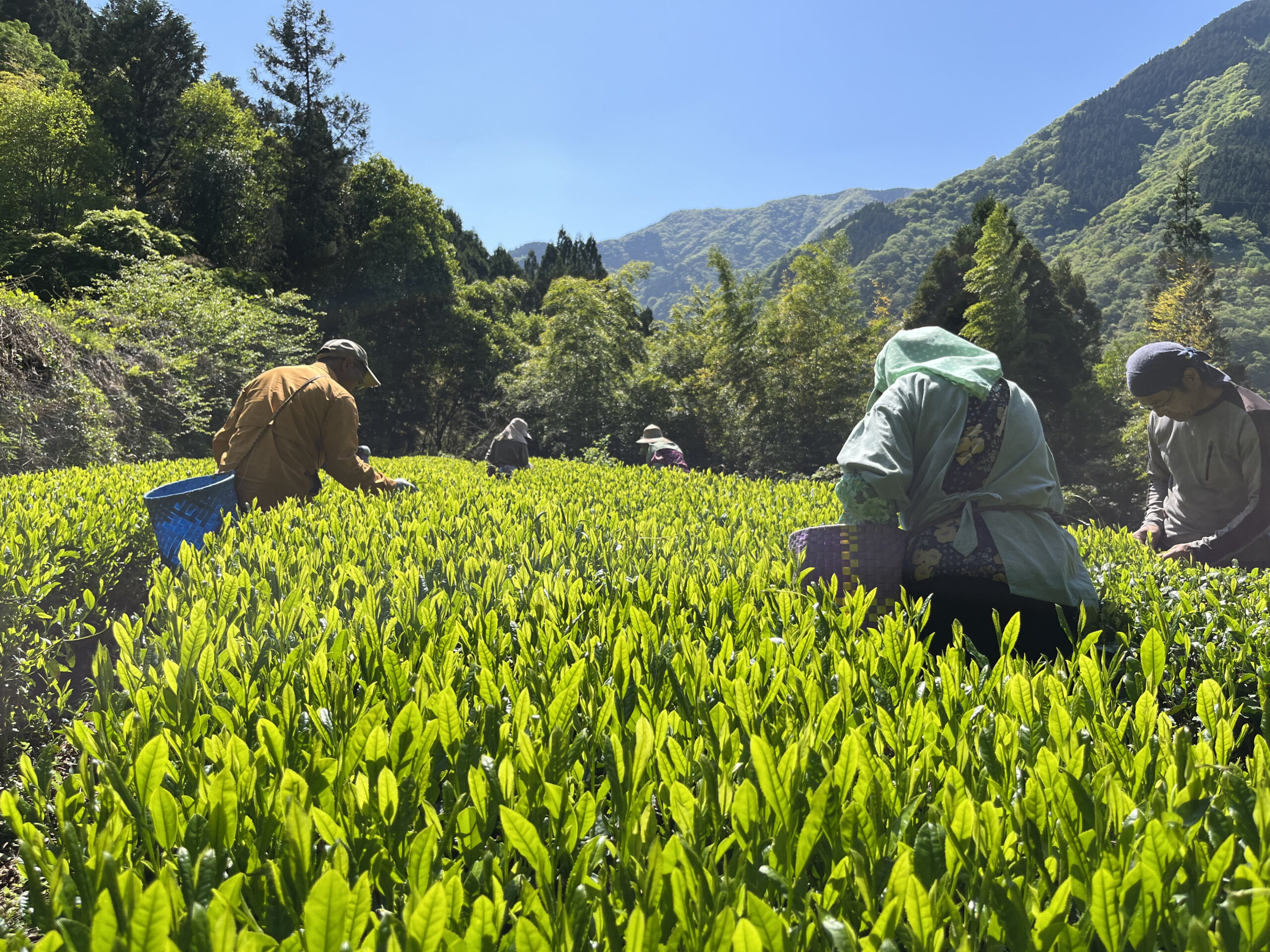 Tea picking