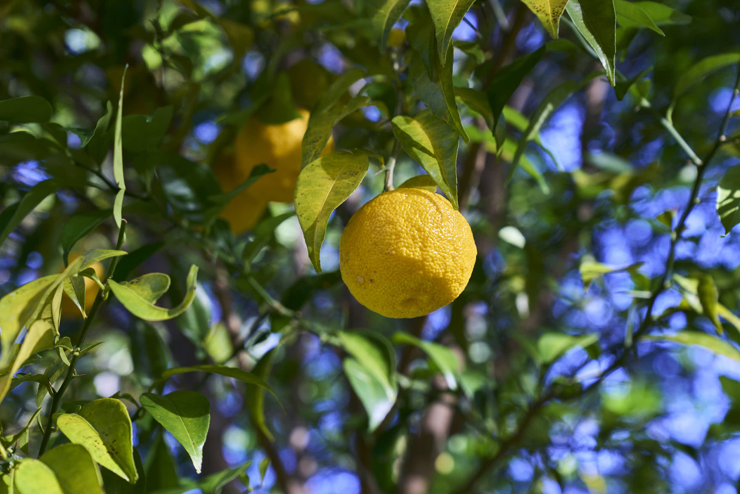 Yuzu Cooking (Yubeshi)