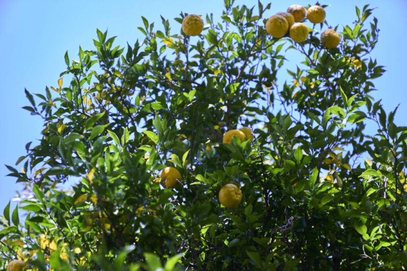 yuzu on the tree