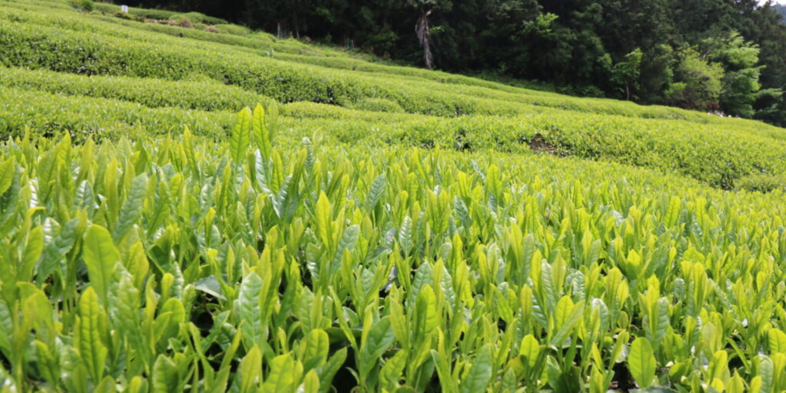 tea field