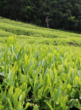 tea field