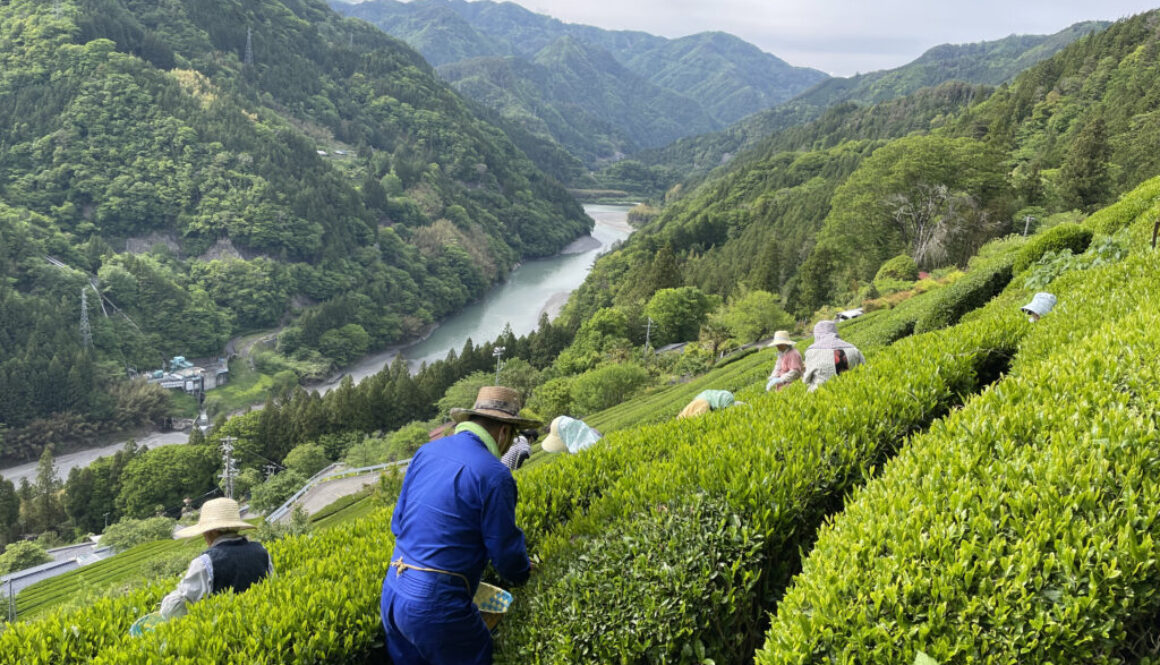 tenryu_tea_picking
