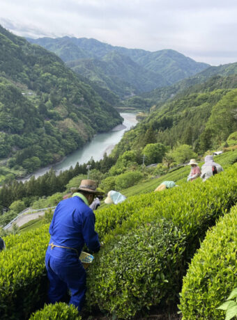 tenryu_tea_picking
