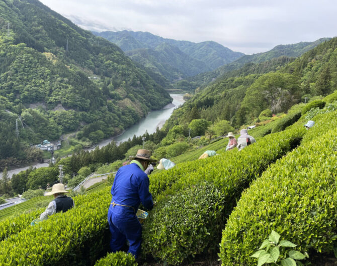 tenryu_tea_picking