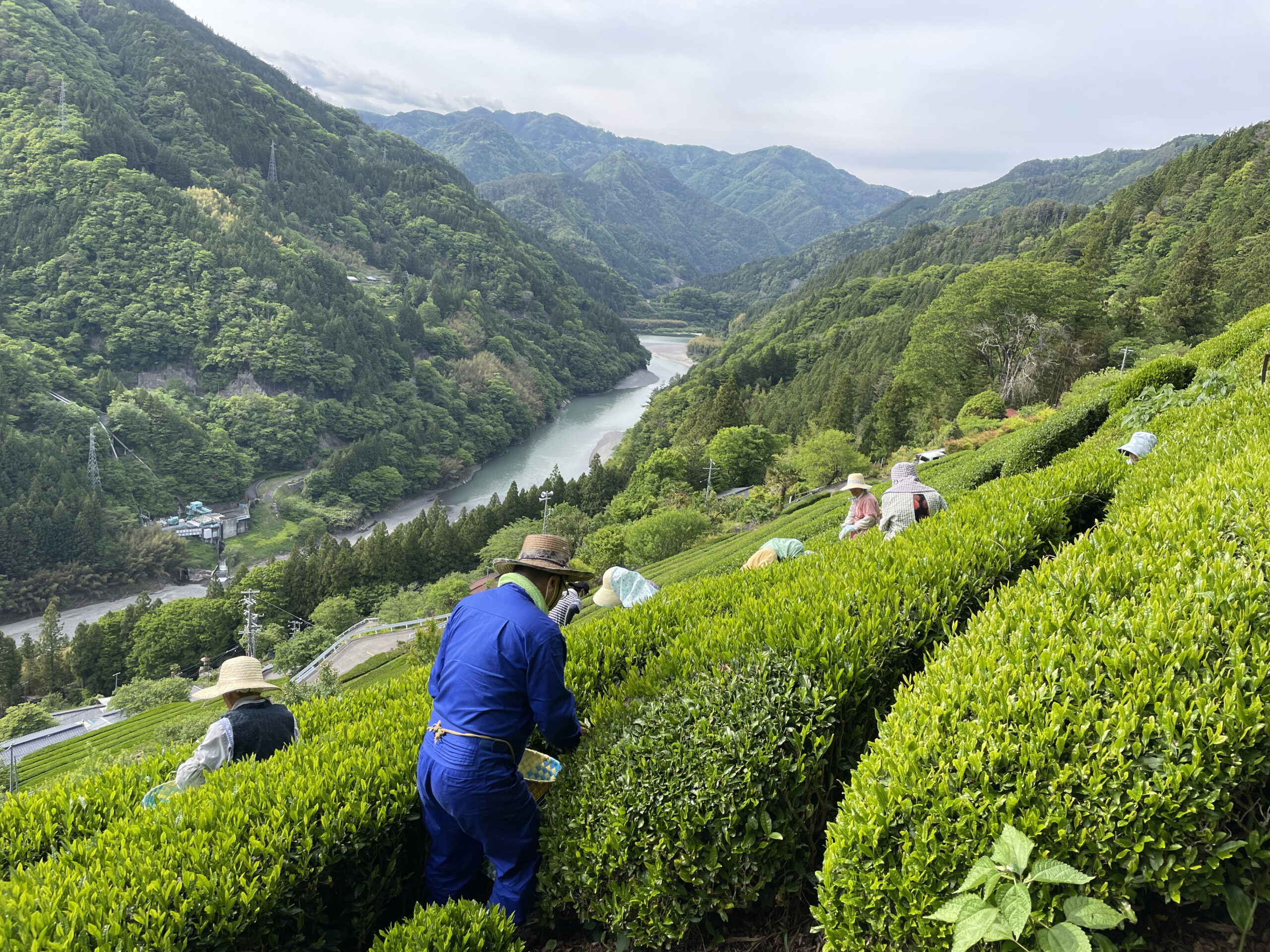tenryu_tea_picking