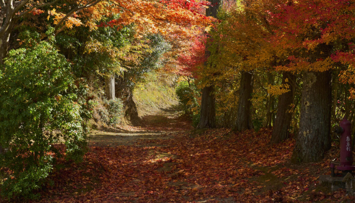 autumn leaves Yasuoka