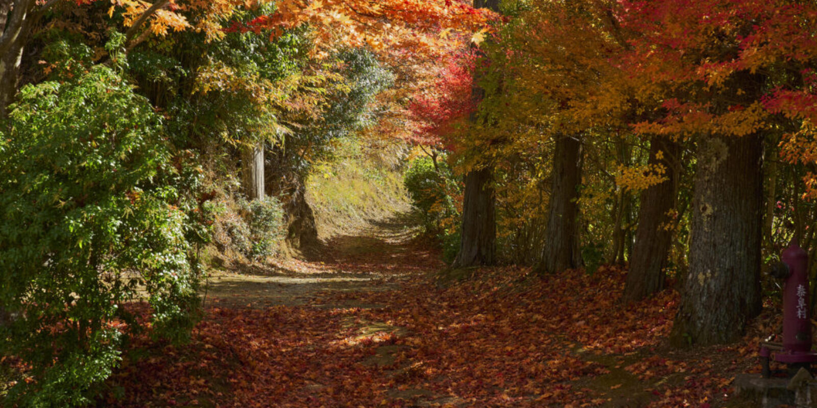 autumn leaves Yasuoka