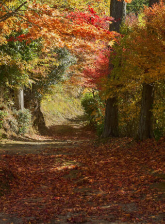 autumn leaves Yasuoka
