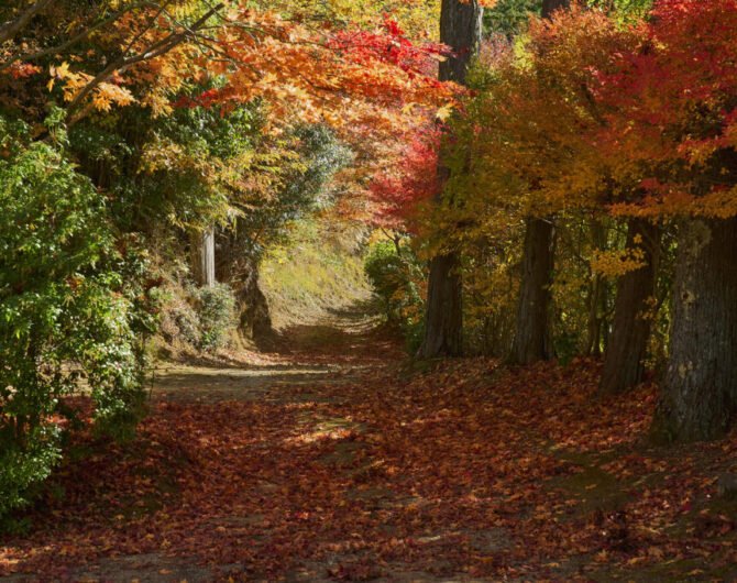 autumn leaves Yasuoka