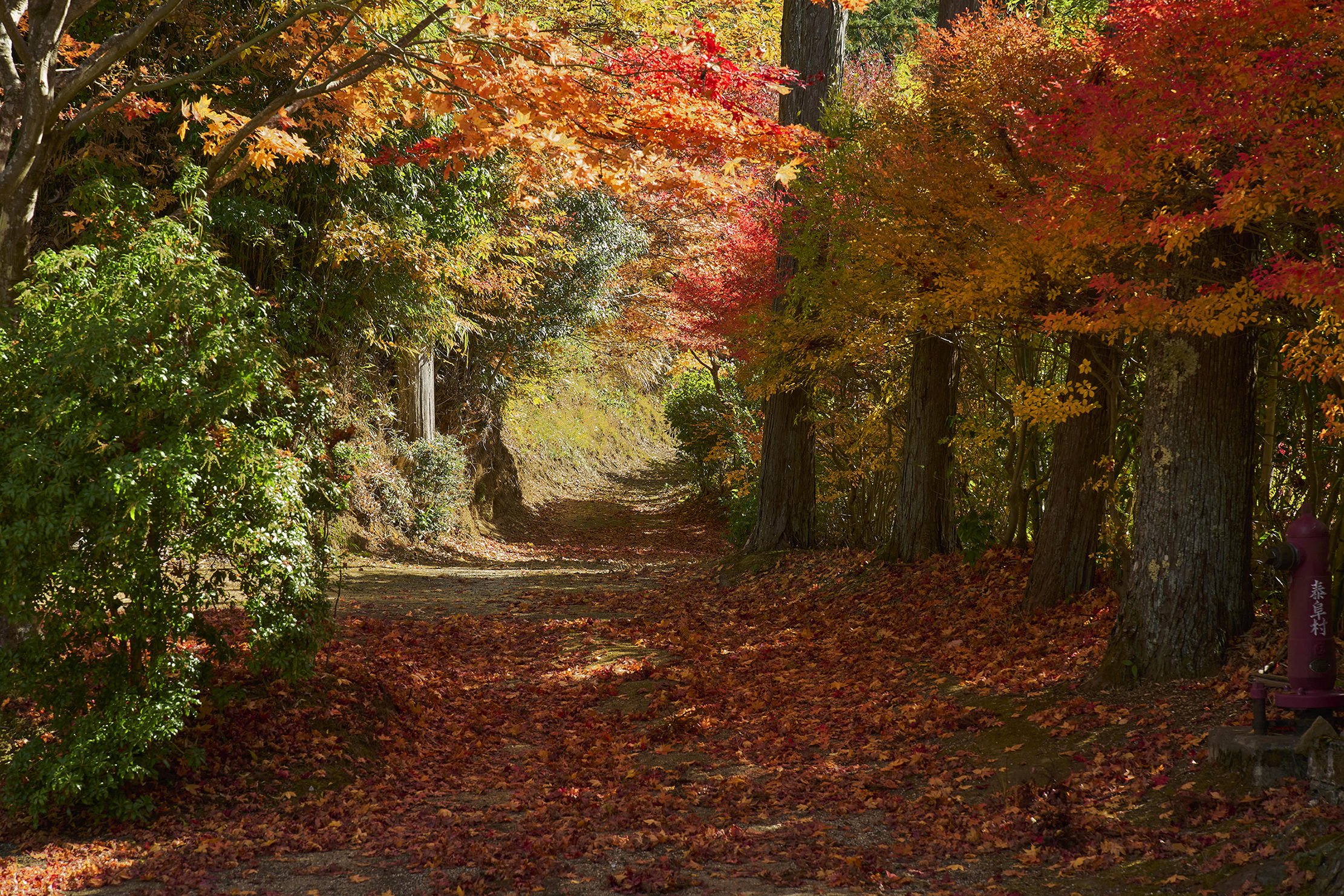 autumn leaves Yasuoka