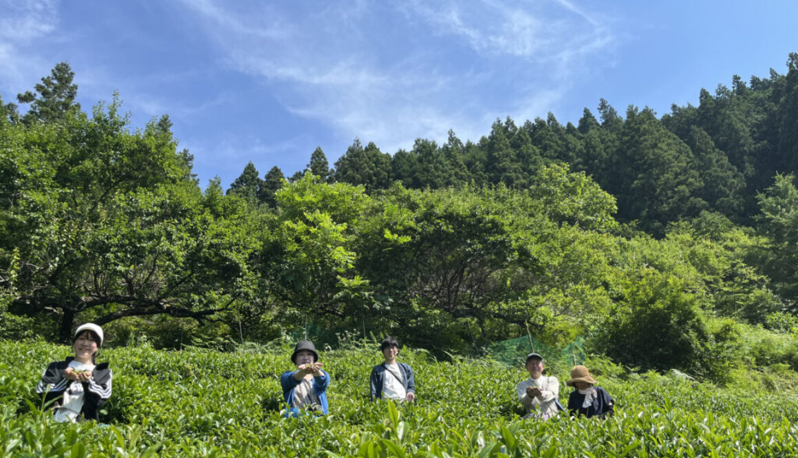 tea field and sky