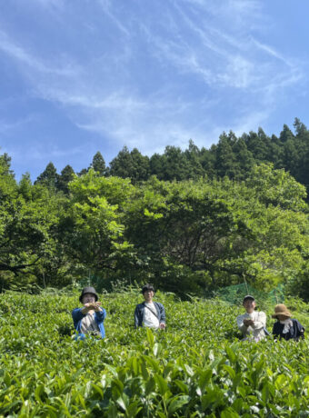 tea field and sky