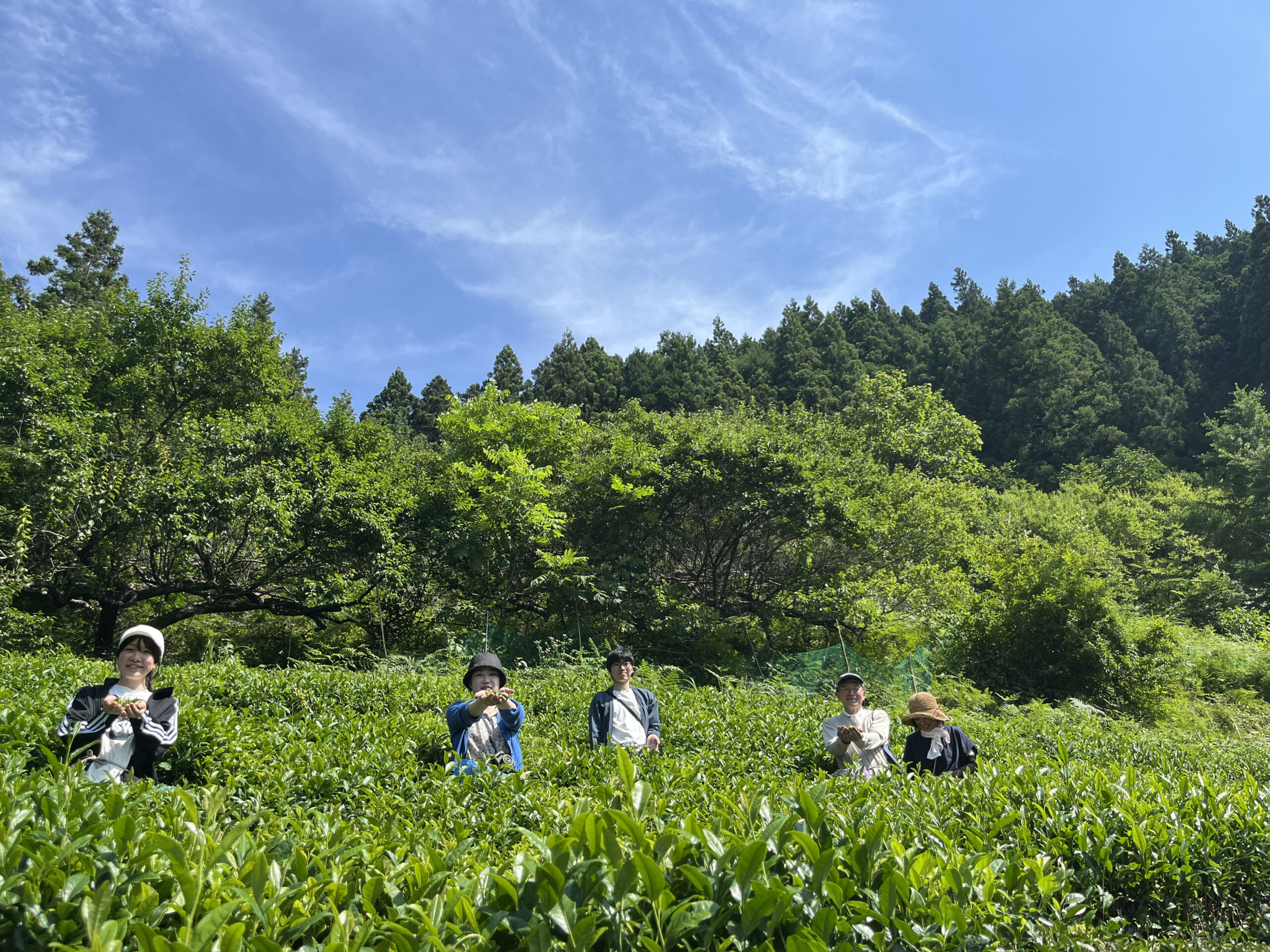 tea field and sky